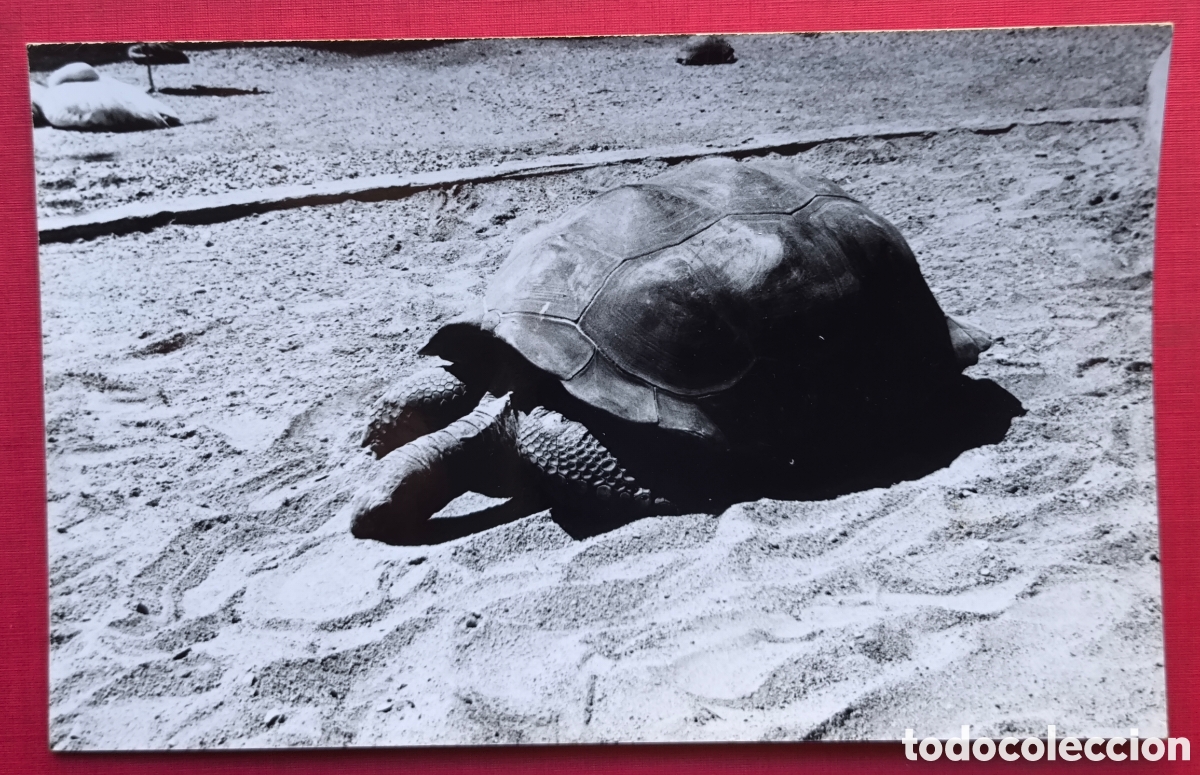 Postales: BARCELONA PARC ZOOL&Ograve;GIC ZOO TORTUGA POSTAL FOTOGR&Aacute;FICA ARXIU CUY&Aacute;S C. 1955
