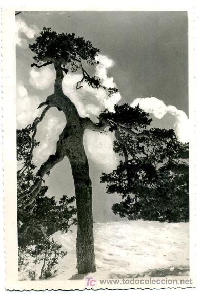 Postales: MADRID, PUERTO DE NAVACERRADA,       P22263 - Foto 1