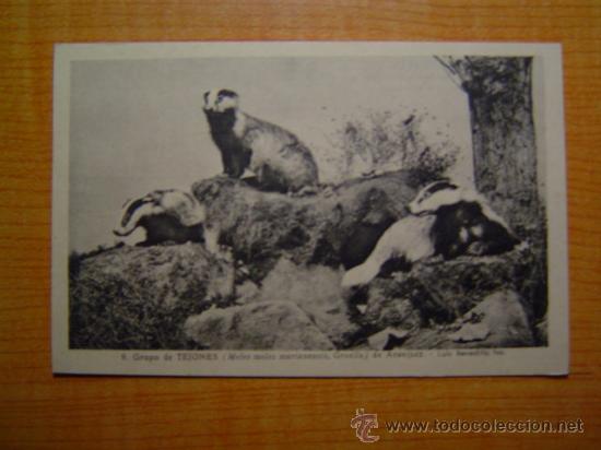 Postkarten: POSTAL MUSEO NACIONAL DE CIENCIAS NATURALES N&ordm; 9 GRUPO DE TEJONES ( MELES MELES MARIANENSIS GRAEL)
