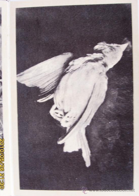 Postales: - Pajaro de Marfil - Foto 7