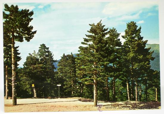 Postcards: Postal Puerto de Navacerrada Pinares Altitud 1860 m Ed Vistabella 1968 sin circular