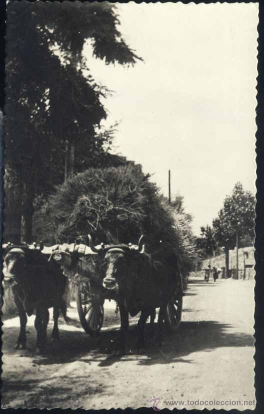 Postcards: CERCEDILLA (MADRID).- CARRETERA DE SAN ANTONIO