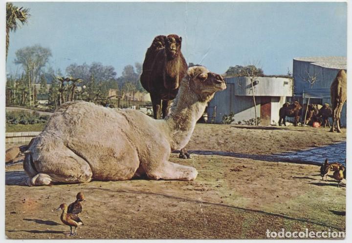 Cartoline: N&ordm; 10-MADRID. Dromedario. Zoo de la Casa de Campo. Sin circular. ED. BERGAS