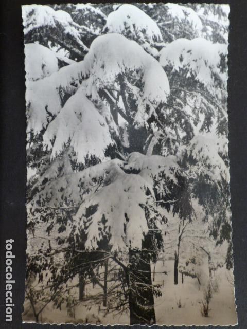 Postcards: EL ESCORIAL PARQUE DE LA UNIVERSIDAD NEVADO EN PASCUAS