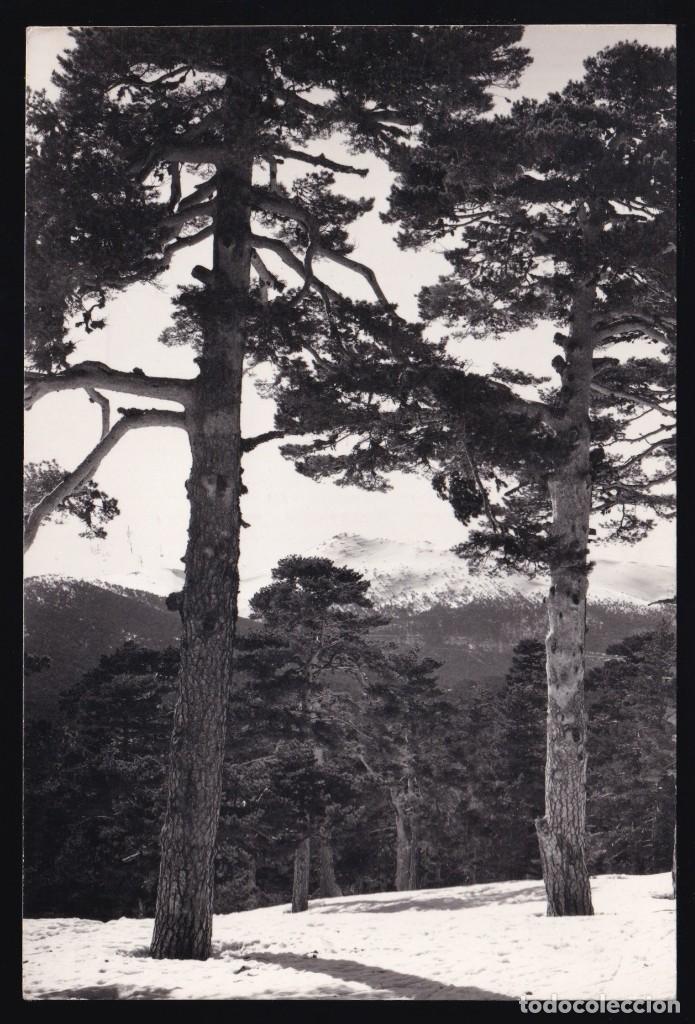 Cartoline: Puerto de Navacerrada. *Bosque de pinos* Ed. Vistabella n&ordm; 4. Nueva.