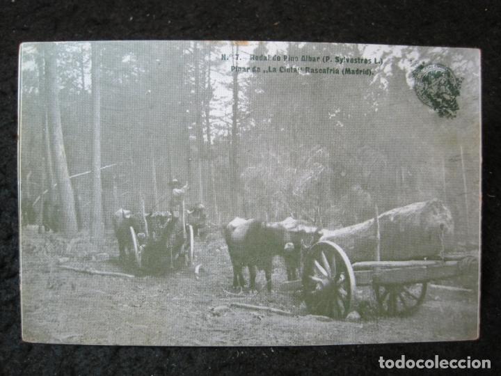 Postcards: RASCAFRIA (MADRID)-PINAR DE LA CINTA-POSTAL ANTIGUA-(94.726)