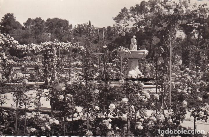 Postales: MADRID - PARQUE DEL RETIRO. ROSALEDA - Foto 1