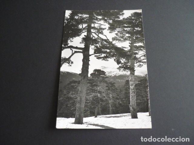 Postales: NAVACERRADA MADRID BOSQUE DE PINO - Foto 1