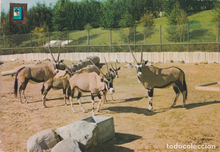 madrid zoo casa de campo oris gazella escud Buy Postcards