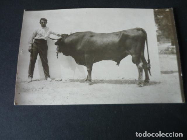 Postkarten: MADRID FERIA DE GANADO POSTAL FOTOGRAFICA