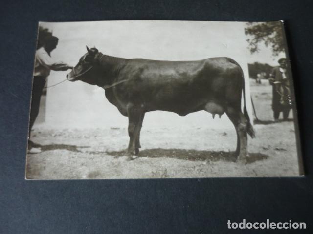 Postales: MADRID FERIA DE GANADO POSTAL FOTOGRAFICA