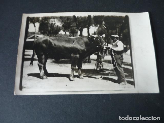 Postales: MADRID FERIA DE GANADO POSTAL FOTOGRAFICA