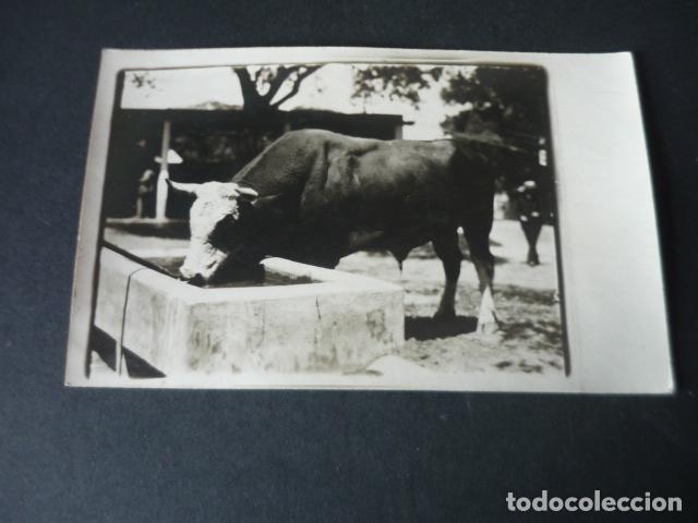Postkarten: MADRID FERIA DE GANADO POSTAL FOTOGRAFICA