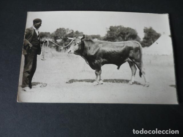 Postales: MADRID FERIA DE GANADO POSTAL FOTOGRAFICA