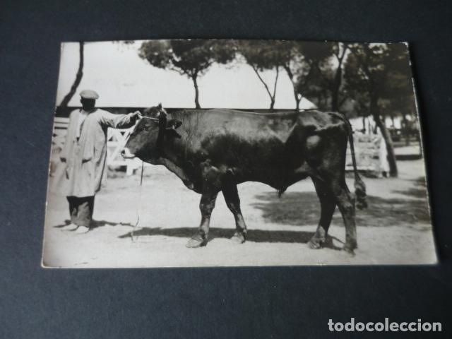 Postais: MADRID FERIA DE GANADO POSTAL FOTOGRAFICA