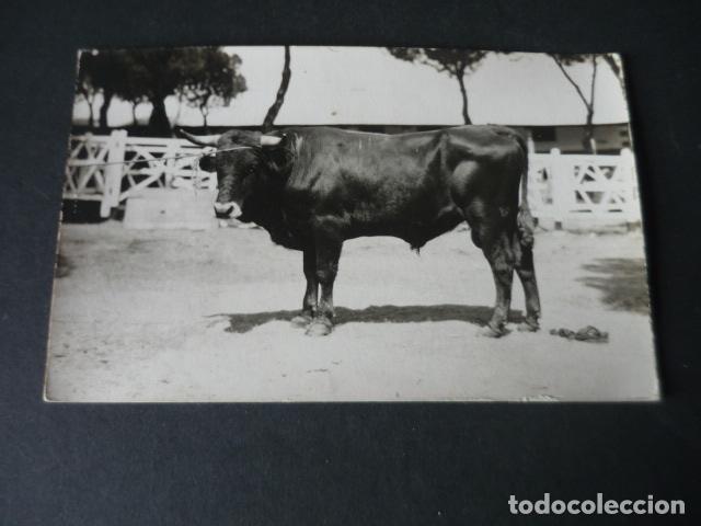 Cartes Postales: MADRID FERIA DE GANADO POSTAL FOTOGRAFICA