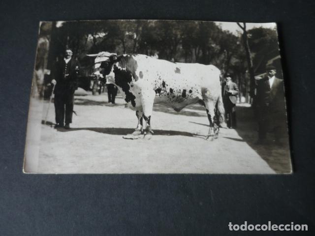Postkarten: MADRID FERIA DE GANADO POSTAL FOTOGRAFICA