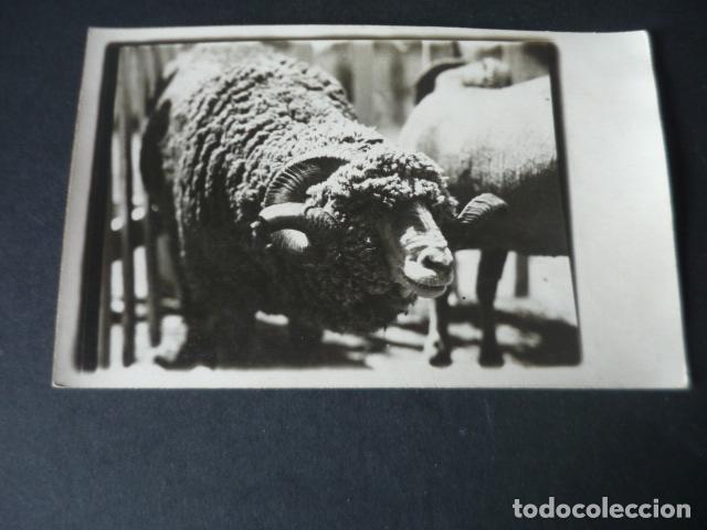 Cartoline: MADRID FERIA DE GANADO POSTAL FOTOGRAFICA