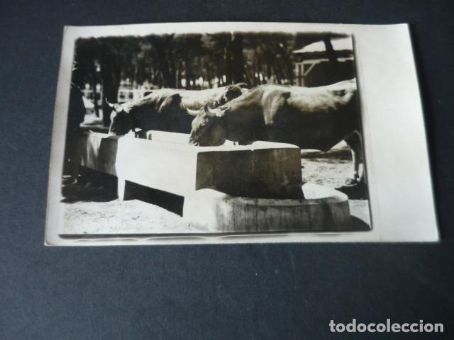Cartoline: MADRID FERIA DE GANADO POSTAL FOTOGRAFICA