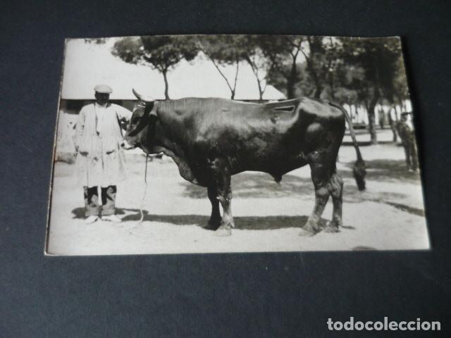Cartes Postales: MADRID FERIA DE GANADO POSTAL FOTOGRAFICA