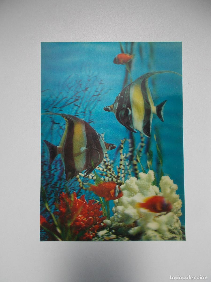 Postales: Postal lenticular Camargesa - Escalares y coral