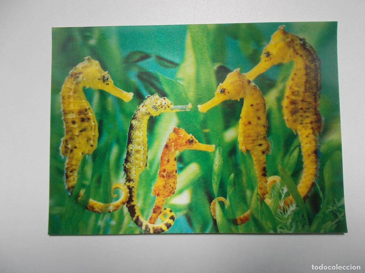 Postales: Postal lenticular Camargesa - Caballitos de mar