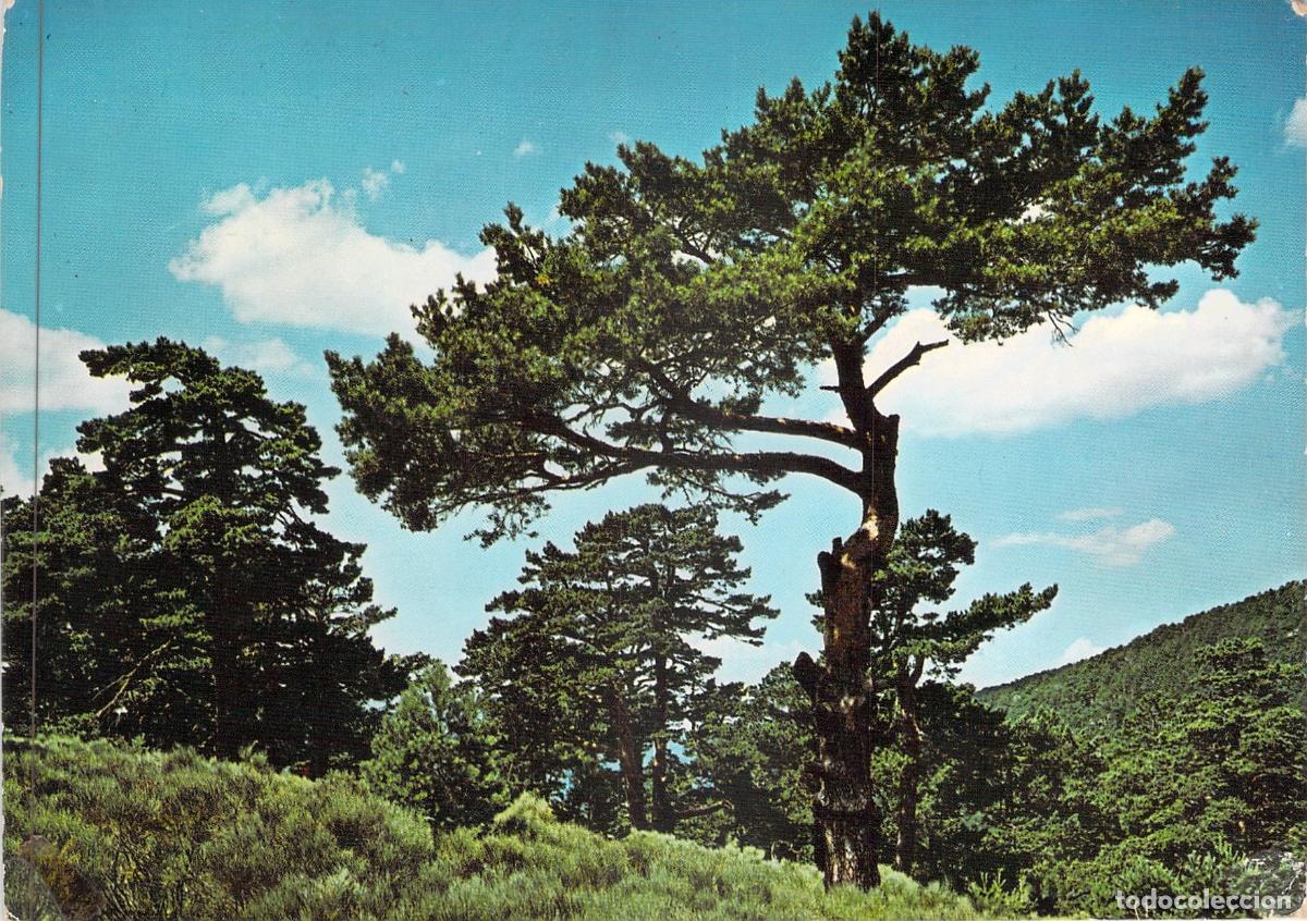 Postales: Postal Puerto de los Cotos Madrid Paisaje de Pinares