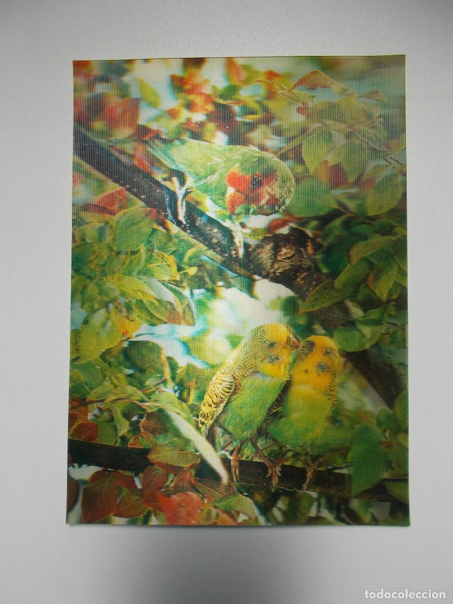 Postales: Postal lenticular Camargesa - Agapornis