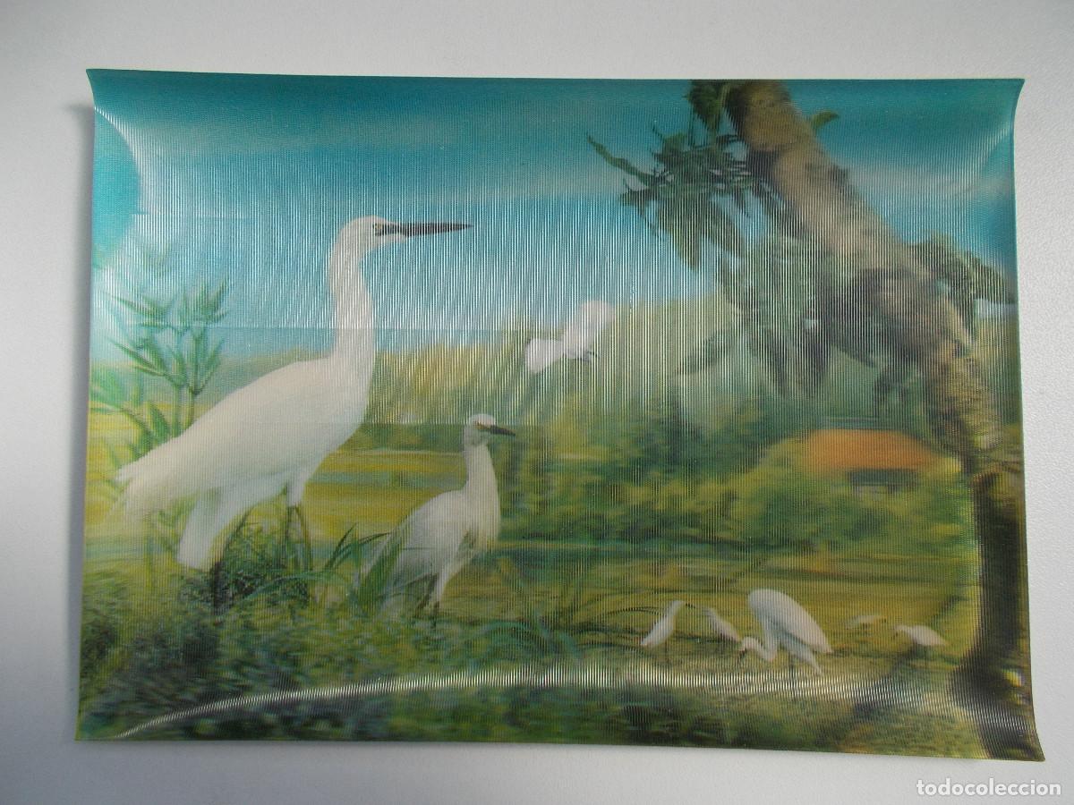 Postales: Postal lenticular Camargesa - Grulla blanca
