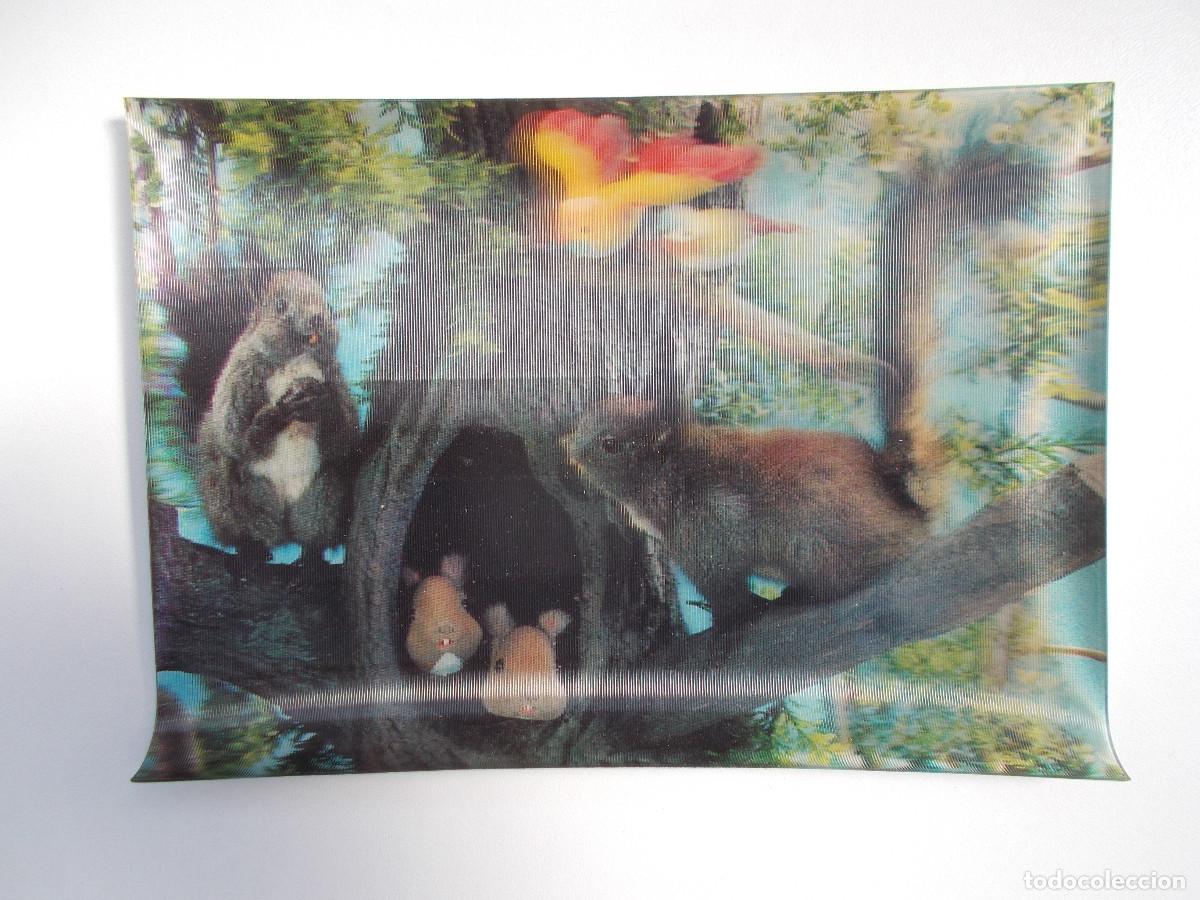 Postales: Postal lenticular Camargesa - Ardilla roja