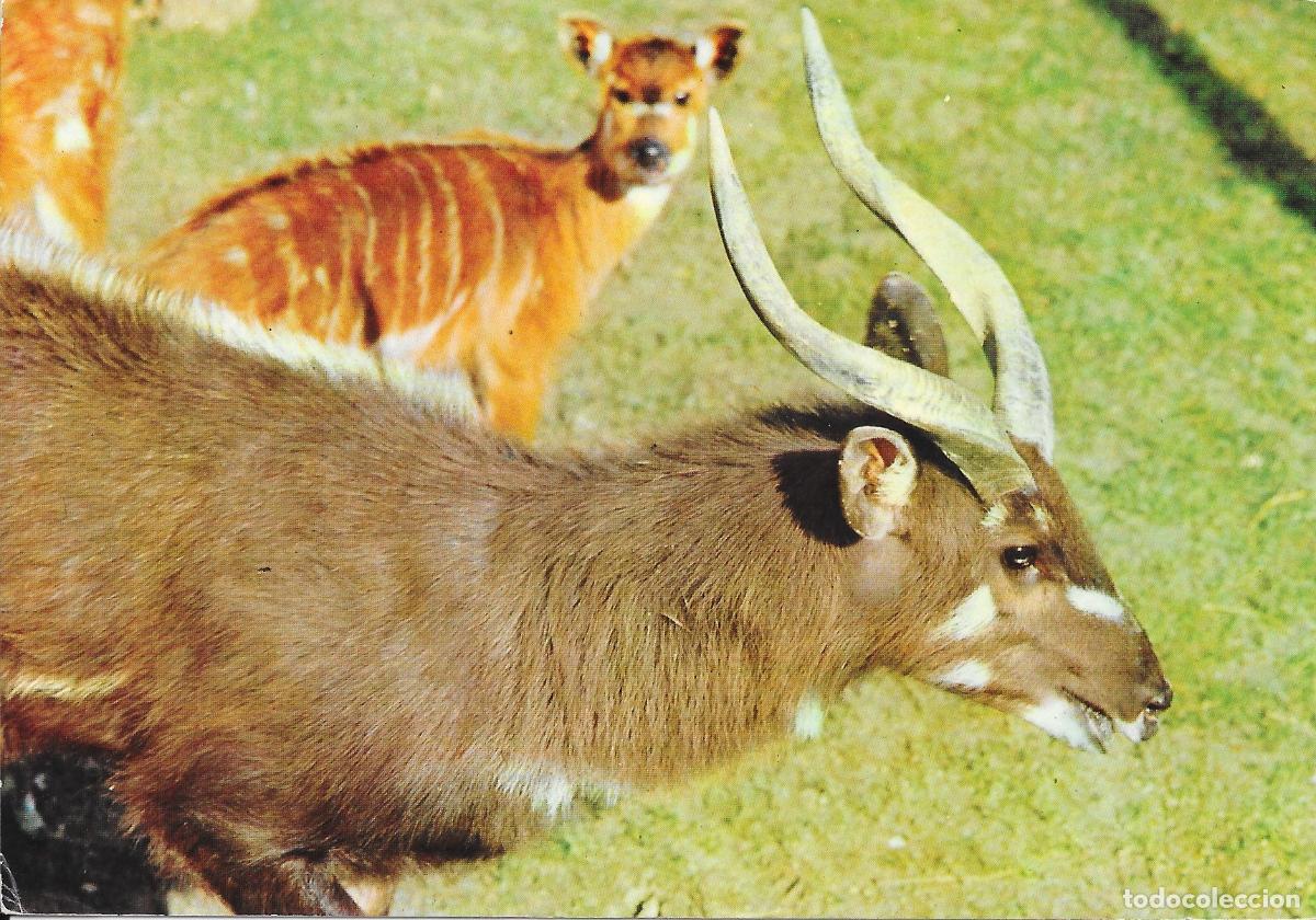 Postcards: [POSTAL] Fauna africana. Sitatunga. Zoo de la Casa de Campo. Madrid (sin circular)