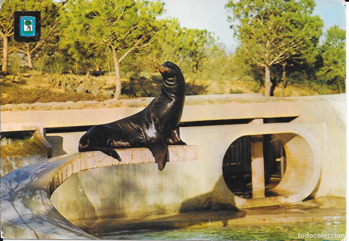 Postales: [POSTAL] Le&oacute;n marino de California. Zoo Casa de Campo. Madrid (sin circular)