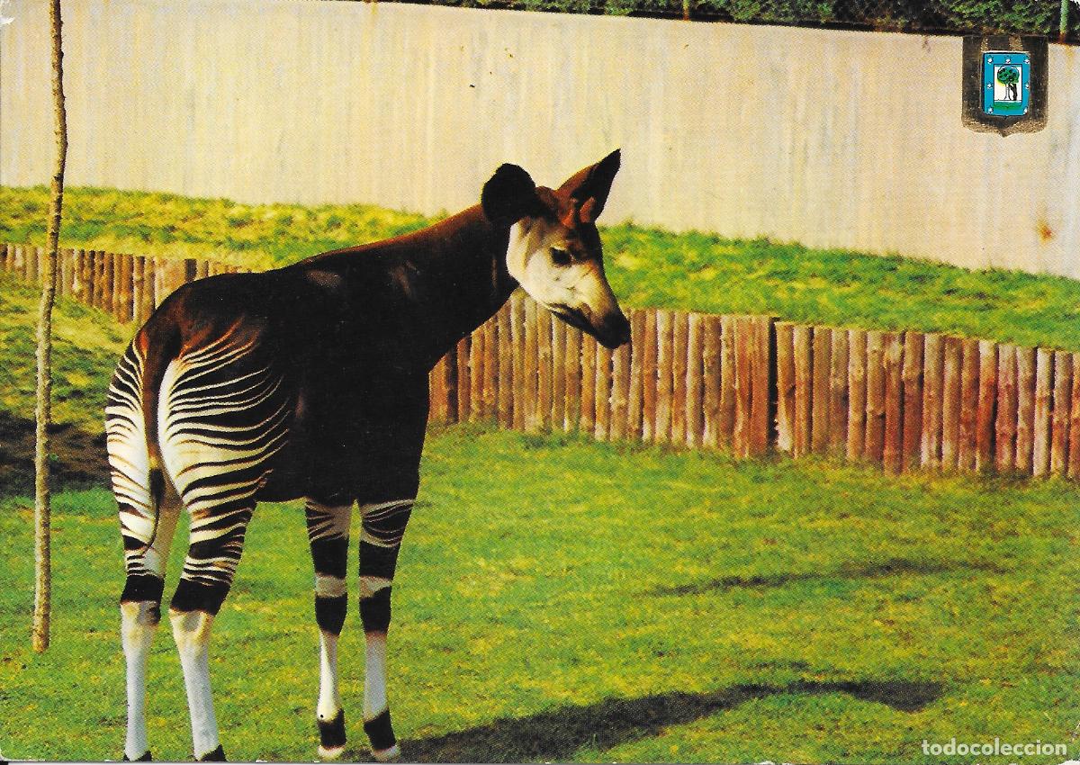 Postales: [POSTAL] Okapi. Zoo Casa de Campo. Madrid (sin circular)