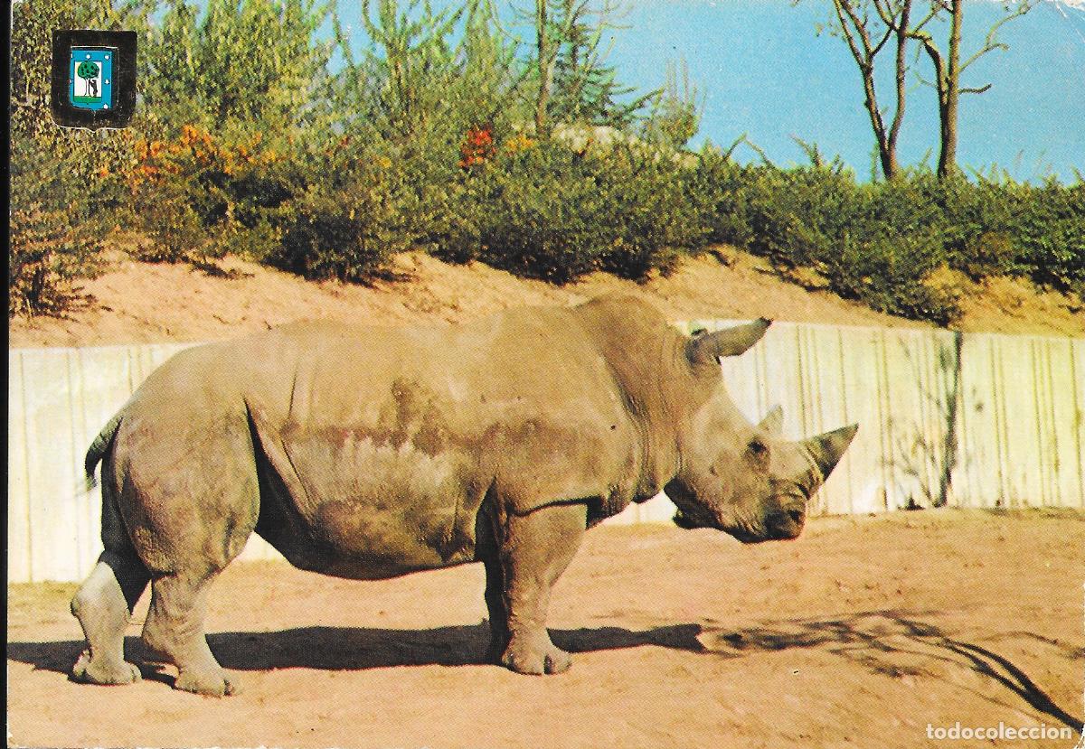 Postales: [POSTAL] Rinoceronte blanco. Zoo Casa de Campo. Madrid (sin circular)