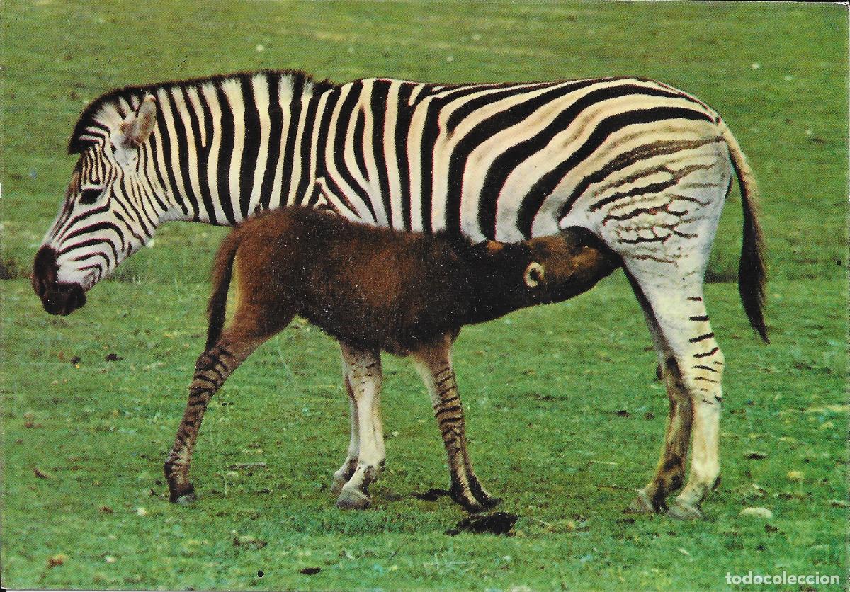 Postales: [POSTAL] . Cebroide. 'El rinc&oacute;n de F&eacute;lix'. Aldea del Fresno (Madrid) A&ntilde;o 1980 (sin circular)