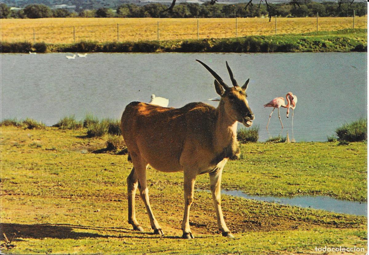Postales: [POSTAL] Eland del Cabo. 'El rinc&oacute;n de F&eacute;lix'. Aldea del Fresno (Madrid) A&ntilde;o 1980 (sin circular)