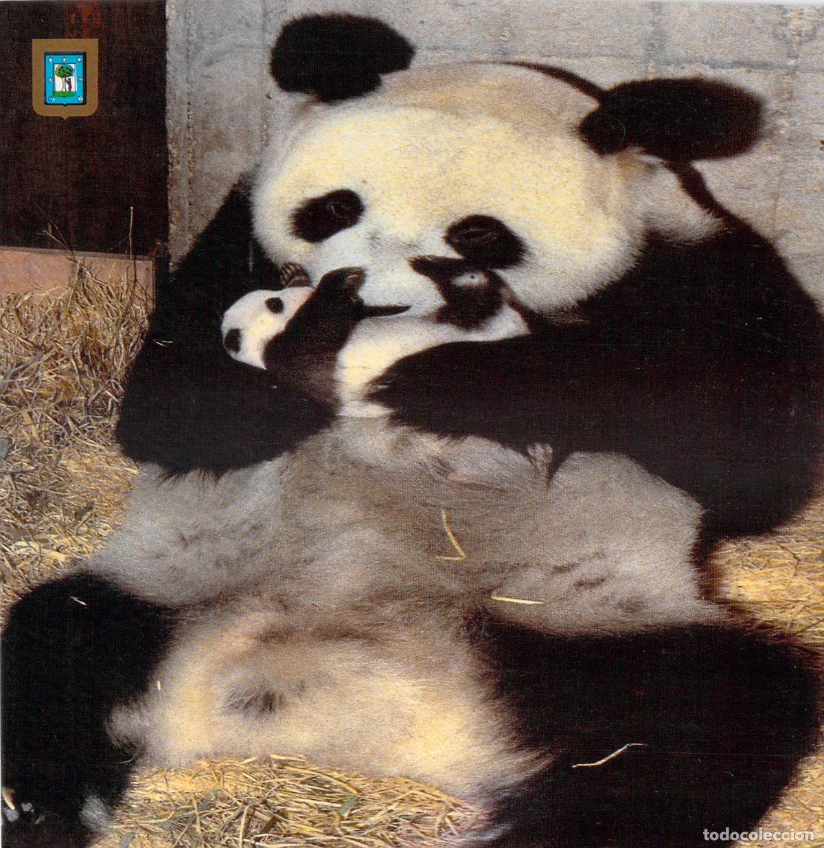 Postales: Postal Oso Panda Shao-Shao y Chu-Lin Zoo de Madrid