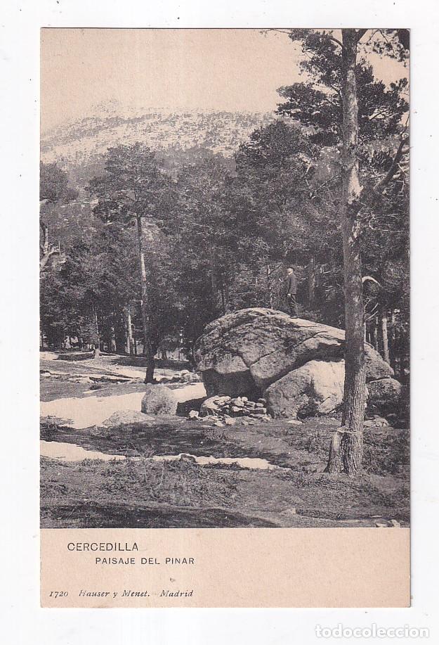 Postales: POSTAL. CERCEDILLA. PAISAJE DEL PINAR. MADRID