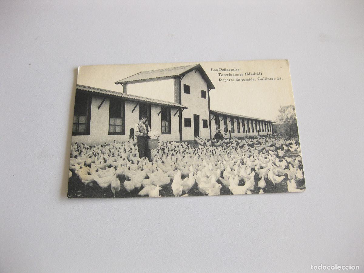Postales: TARJETA POSTAL DE LOS PE&Ntilde;ASCALES. REPARTO DE COMIDA. GALLINERO. TORRELODONES. MADRID. HAUSER Y MENET
