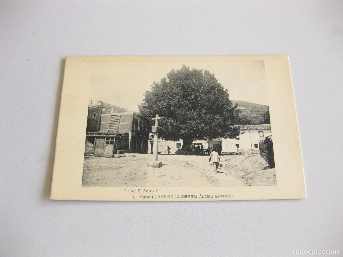 Postales: TARJETA POSTAL DE MIRAFLORES DE LA SIERRA. &Aacute;LAMO GRANDE. SIN CIRCULAR. IRIS. R. FONT. E.