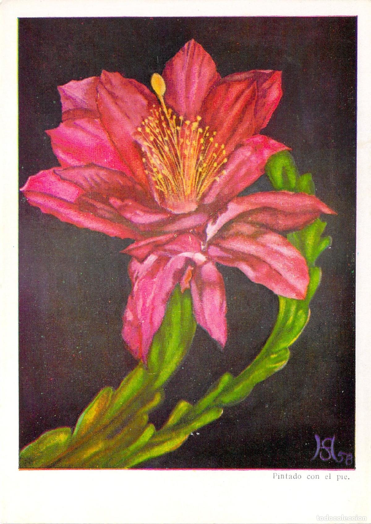 Postales: Postal de arte con pintura de flor de cactus por Tom&aacute;s Bruno