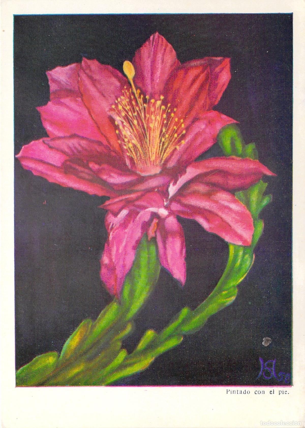 Postales: Postal de arte con pintura de flor de cactus por Tom&aacute;s Bruno