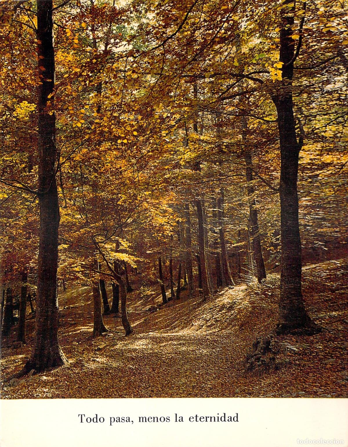 Postales: Postal de bosque oto&ntilde;al con cita reflexiva
