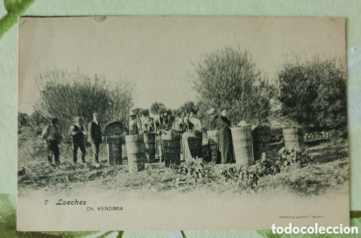 Postcards: Loeches (Madrid) de vendimia postal 9 X 13 ctms.