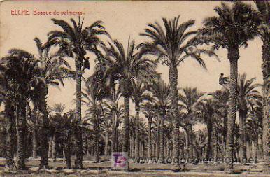 Postales: ELCHE. BOSQUE DE PALMERAS. - Foto 1