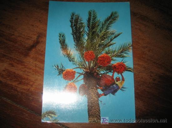 Postales: ELCHE  RECOGIDA DEL FRUTO - Foto 1