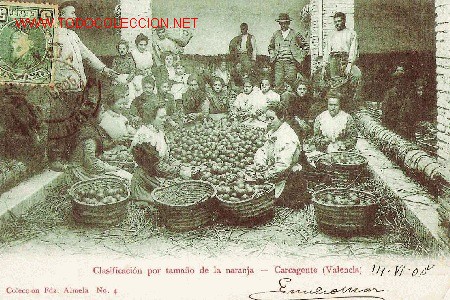Postais: CARCAGENTE (Valencia)- Clasificaci&oacute;n por tama&ntilde;o de la naranja * REPRODUCCI&Oacute;N *