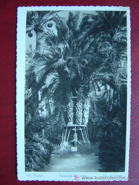 Postales: ELCHE (ALICANTE) - Foto 1