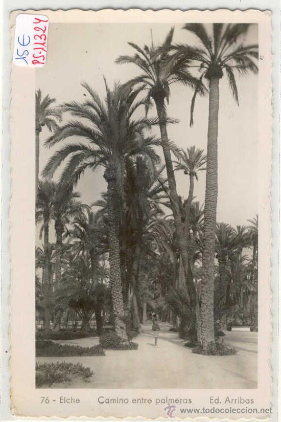 Cartoline: (PS-11324)POSTAL DE ELCHE-CAMINO ENTRE LAS PALMERAS