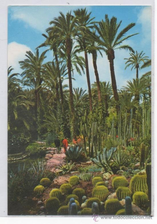 Postcards: TARJETA POSTAL DE ELCHE HUERTO DEL CURA ROCALLA ALICANTE